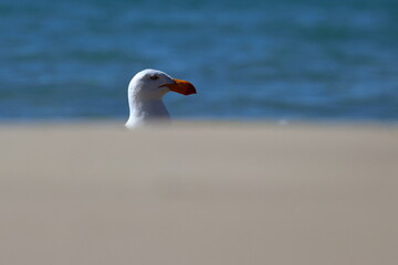 pacific gull