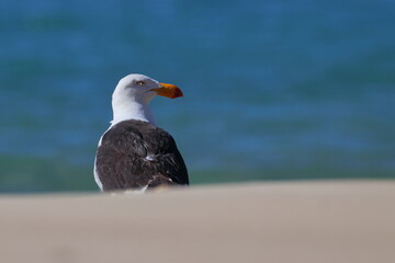 pacific gull
