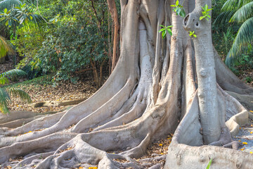 The Historical Botanical Garden La Concepcion in Malaga city at Andalusia, Spain, Europe. Massive tree roots sprawling across the ground in a lush garden setting.