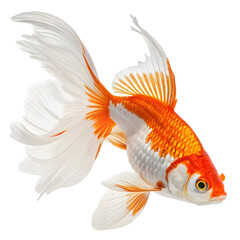 Fototapeta premium Vibrant Orange Goldfish Swimming Gracefully