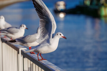 Obraz premium 神奈川県の県鳥、飛翔する美しいユリカモメ（カモメ科）他の群れ 英名学名：Black-headed gulls (Larus ridibundus) 神奈川県横浜市鶴見川-2025 
