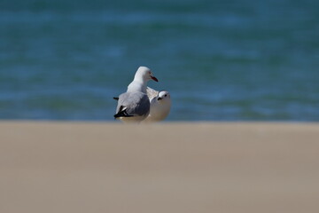 silver gull