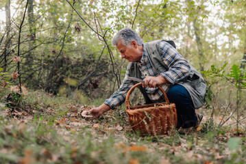 Senior man picking mushrooms in forest with wicker basket and knife