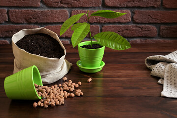 Green Potted Plant with Soil Bag and Expanded Clay Granules on Wooden Table