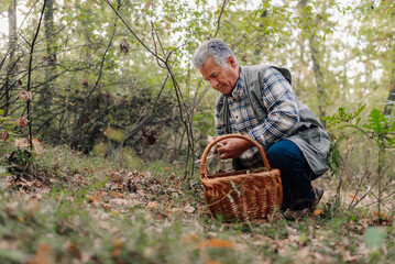 Senior man picking mushrooms in forest with wicker basket