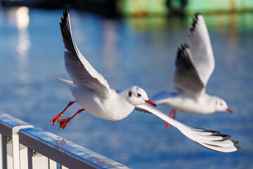 神奈川県の県鳥、飛翔する美しいユリカモメ（カモメ科）他の群れ
英名学名：Black-headed gulls (Larus ridibundus)
神奈川県横浜市鶴見川-2025

