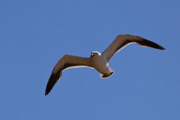 pacific gull detail