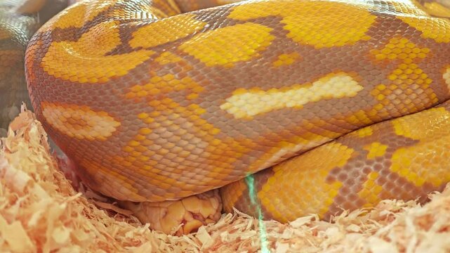 Shot of Lavender Albino Reticulated Python Snake. 