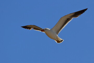 pacific gull detail