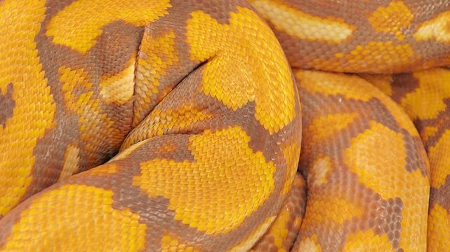 The albino (Purple Phase) Reticulated Python (Malayopython reticulatus).