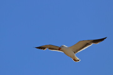 pacific gull detail