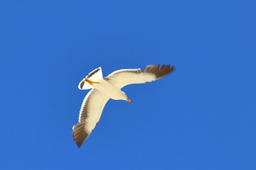 pacific gull detail