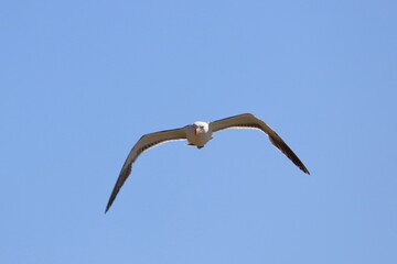 pacific gull detail