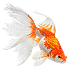 Fototapeta premium Vibrant Orange Goldfish Swimming Gracefully