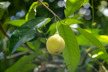 Nutmeg is a tropical spice that delivers two distinct flavors. Genus is Myristica.