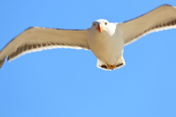 pacific gull detail