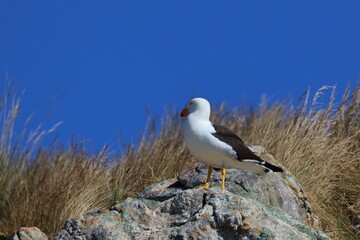pacific gull