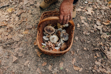 Mycologist gathering mushrooms in wicker basket in autumn forest