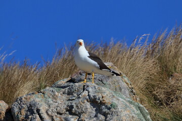 pacific gull