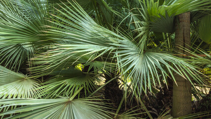The Historical Botanical Garden La Concepcion in Malaga city at Andalusia, Spain, Europe. Lush green palm fronds create a dense, tropical backdrop.