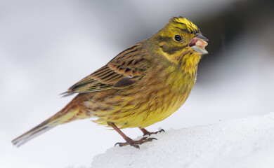 Hungry male Yellowhammer (Emberiza citrinella) stands on the snow near the feeder in cloudy winter day 
