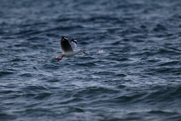 silver gull