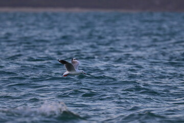 silver gull