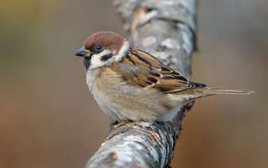 Eurasian Tree Sparrow (Passer montanus) perched on thick lichen covered branch in dull autumn day
