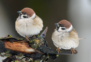 Pair of adult Eurasian Tree Sparrows (Passer montanus)  perched in sync over old looking branch in...