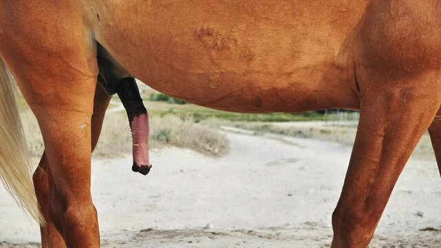 Close up of a chestnut horse's erect penis, highlighting the animal's reproductive anatomy in a natural paddock setting