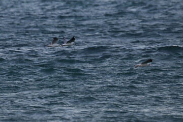 Fototapeta premium silver gull