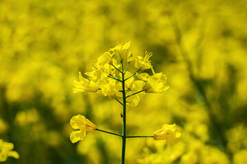 Obraz premium Weevil on the plant.