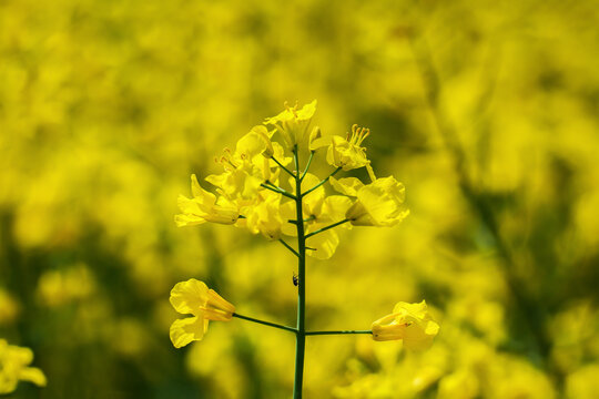 Weevil on the plant.