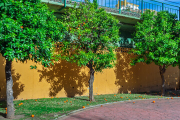 Orange trees in Italy.
