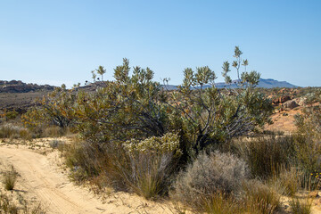 Outdoors in the beautiful landscape of the Cederberg close to Eselbank in the Western Cape of South Africa