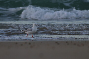 silver gull