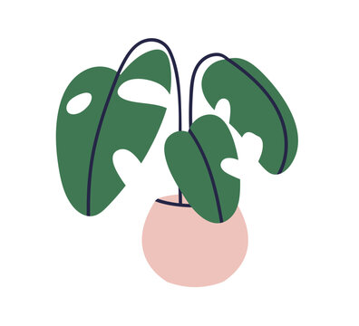 green monstera plant in pink pot clip art preview