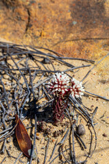 Crassula alpestris in natural sandy habitat, seen in the Cederberg near Eselbank