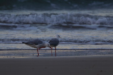 silver gull