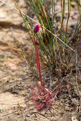 Side view of a complete plant of Drosera variegata, a carnivorous plant, endemic to the western part of South Africa