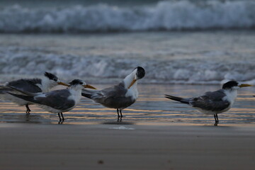 crested tern
