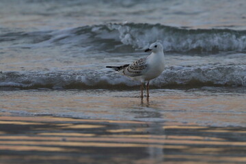 silver gull