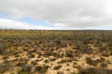 Field of Rooibos in the Tra Tra Mountains, Cederberg. Western Cape of South Africa