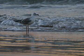 silver gull