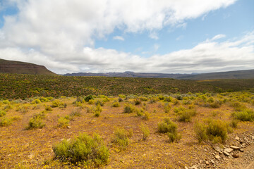 Field of Rooibos in the Tra Tra Mountains, Cederberg. Western Cape of South Africa