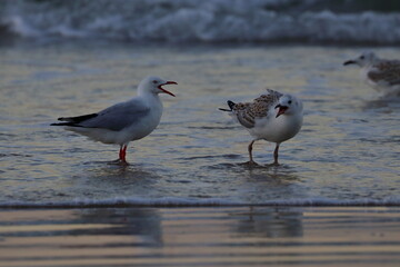 silver gull