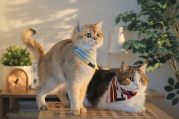 pet care concept with cat wear cloth and play with owner in living room