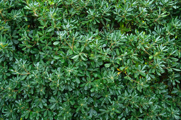 Close-up of Photinia Foliage Green Leaves and Hardy Nature, with a Background of Lush Greenery