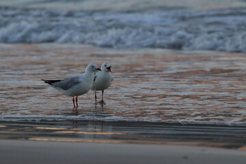 silver gull