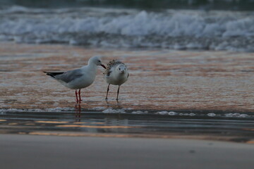 silver gull